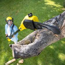 How Our Tree Care Process Works  in  Iva, SC