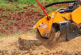 Best Tree and Shrub Care  in Iva, SC