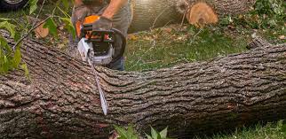 Best Leaf Removal  in Iva, SC