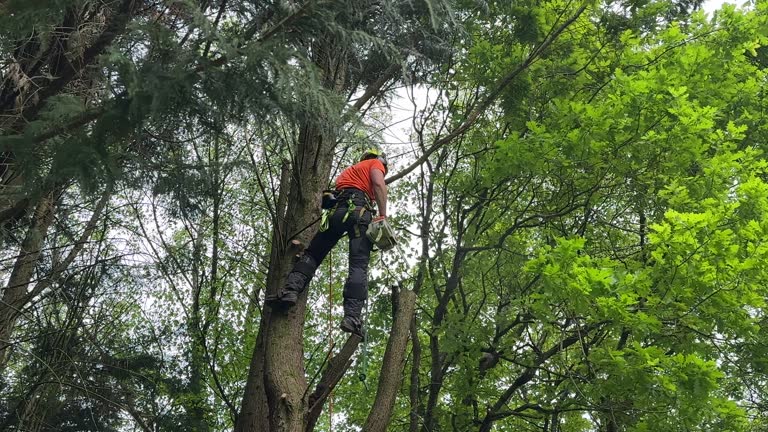 Best Root Management and Removal  in Iva, SC